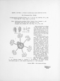 Erysiphe penicillata image